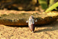 Shiva Lingam Pendant